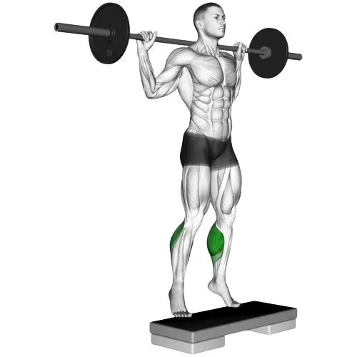 barbell-calf-raise