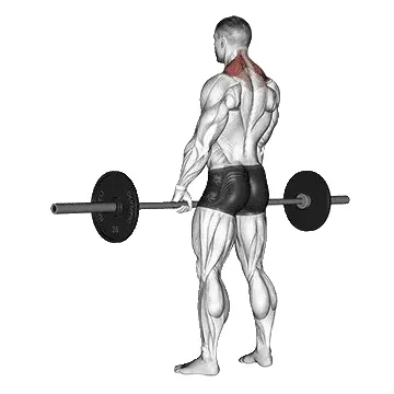 barbell-shrug