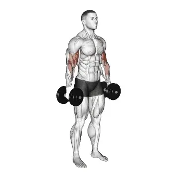 dumbbell-curl