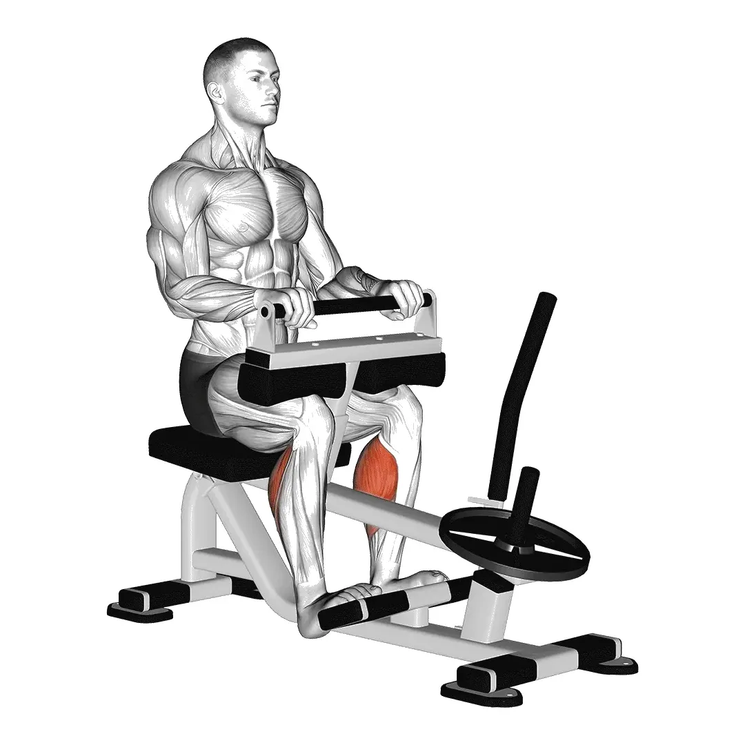 seated-calf-raise