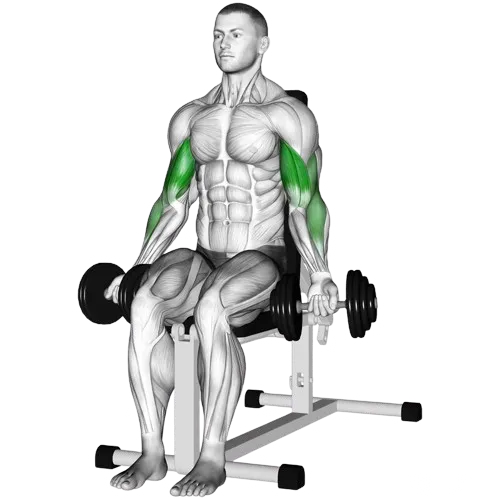 seated-dumbbell-curl