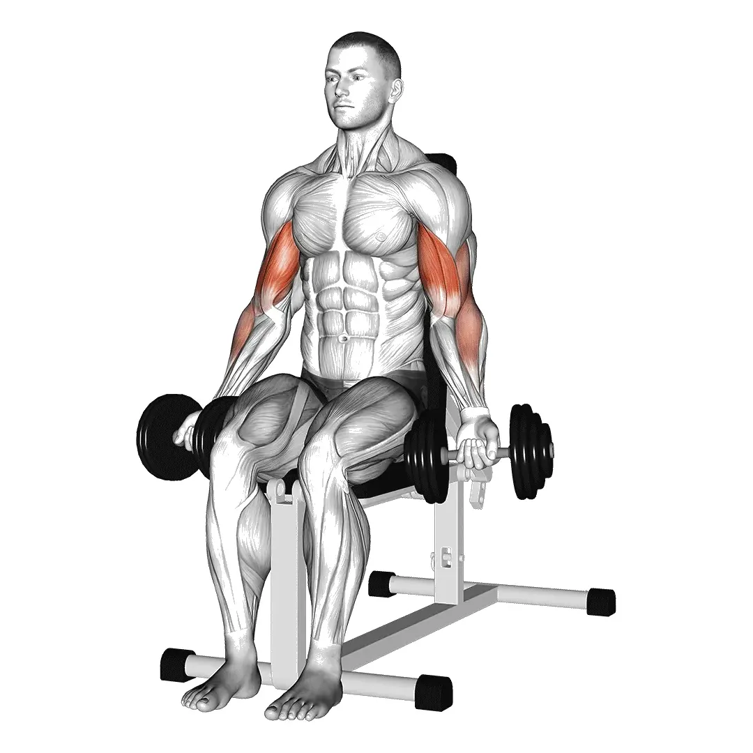 seated-dumbbell-curl