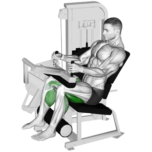 seated-leg-curl